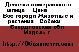 Девочка померанского шпица. › Цена ­ 40 000 - Все города Животные и растения » Собаки   . Свердловская обл.,Ивдель г.
